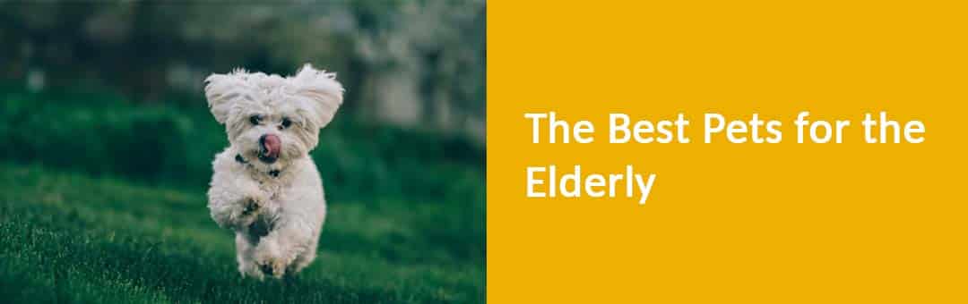 Match the pet to health and home needs